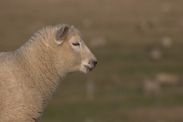 Lamm-Portrait (Junges Schaf)