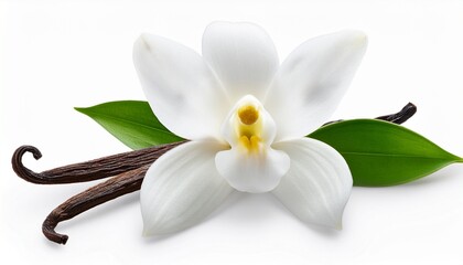 White Vanilla Flower Isolated On Transparent Background
