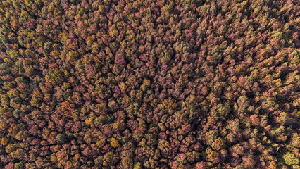 aerial drone forest autumn background nobody high up 