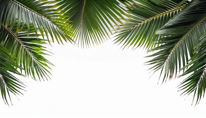Fototapeta premium Green Palm Leaves Framing The Top Edge Of A Creating A Tropical Aesthetic Look Transparent Background Png