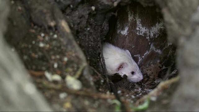 Ferret on a leash outside on a walk