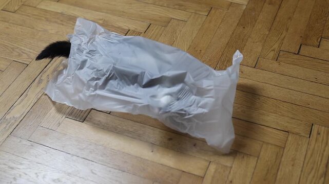 Ferret at home playing on floor in plastic bag