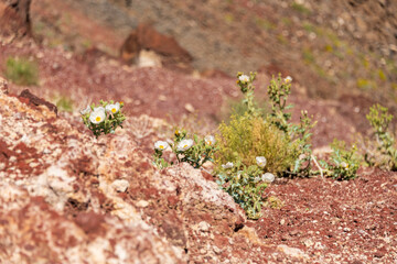 White blooms of the Mojave Prickly Poppy (Argemone corymbose) growing on the edge of Rainbow Canyon in Death Valley National Park