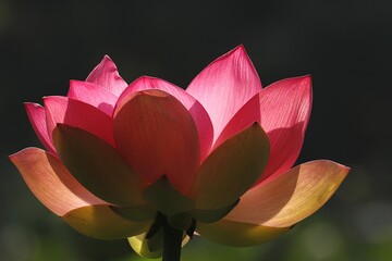 pink lotus flower