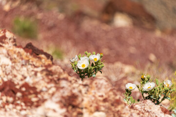 White blooms of the Mojave Prickly Poppy (Argemone corymbose) growing on the edge of Rainbow Canyon in Death Valley National Park