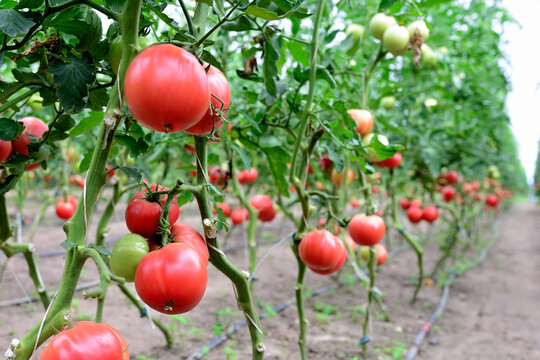 Plantacja pomidor&oacute;w