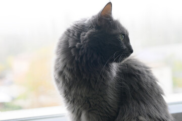 Grey Long-Haired Cat Looking Out Window