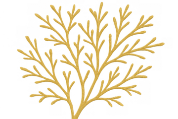 Yellow sea coral branch, abstract marine plant creating an underwater reef drawing on transparent background