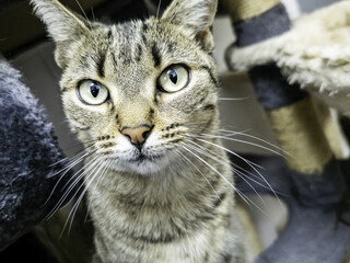 Stray cats in the street