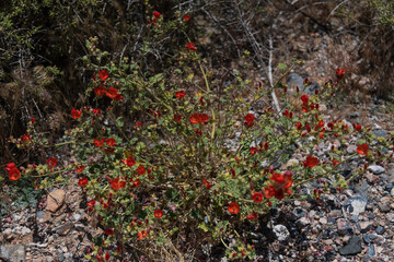 Apricot globe-mallow (Sphaeralcea ambigua) blooming in Death Valley National Park