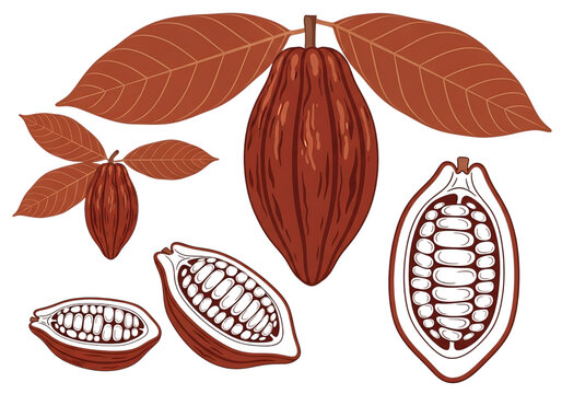a detailed illustration of cocoa pods in various stages of development including a cross section showcased with a stylistic approach on transparent background