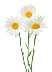 Three daisy flowers isolated on a white background.