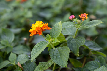 Close-up of vibrant orange lantana flowers with tiny tubular blooms in dense clusters, beautifully contrasted against green foliage in soft daylight. Antalya, Turkey.

