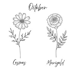 October birth flowers cosmos and marigold, line art vector illustrations set, black and white botanical drawing. Elegant floral sketch, hand drawn monochrome flower design, tattoo style. © Kristina