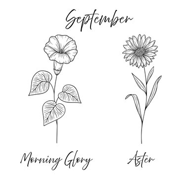 September birth flowers morning glory and aster, line art vector illustrations set, black and white botanical drawing. Elegant floral sketch, hand drawn monochrome flower design, tattoo style.
