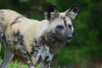 Portrait of a Cape Hunting Dog, Lycaon pictus, an endangered species