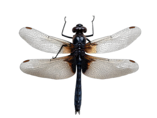 PNG of A striking black dragonfly with intricate transparent wings, showcasing detailed patterns and a sleek body.
