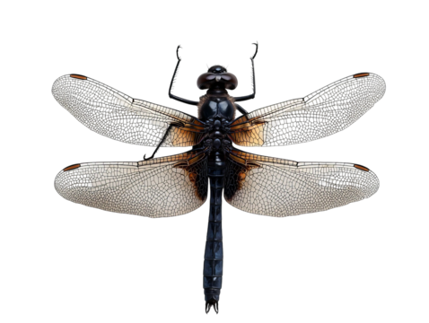 PNG of A striking black dragonfly with intricate transparent wings, showcasing detailed patterns and a sleek body.