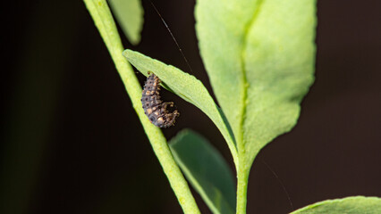 Insect, a beautiful insect seen in detail through a macro lens, revealing its textures and colors. Selective focus.