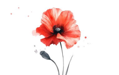 Elegant red poppy illustrated in soft watercolor capturing beauty, creativity, and floral charm isolated on transparent background PNG