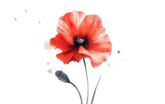 Elegant red poppy illustrated in soft watercolor capturing beauty, creativity, and floral charm isolated on transparent background PNG