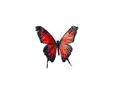 PNG of A vibrant red butterfly with detailed wing patterns isolated on a black background, showcasing nature's beauty.