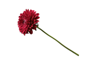 PNG of A vibrant red dahlia flower on a slender green stem, showcasing its intricate petals against a simple background.