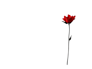PNG of A single vibrant red rose stands elegantly against a black background, symbolizing passion and beauty.