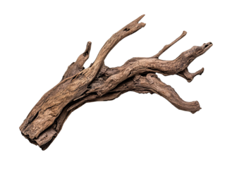 PNG of A textured piece of driftwood showcasing intricate patterns and organic shapes against a clean backdrop.