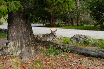 Coyote marking his territory in Yellowstone National Park
