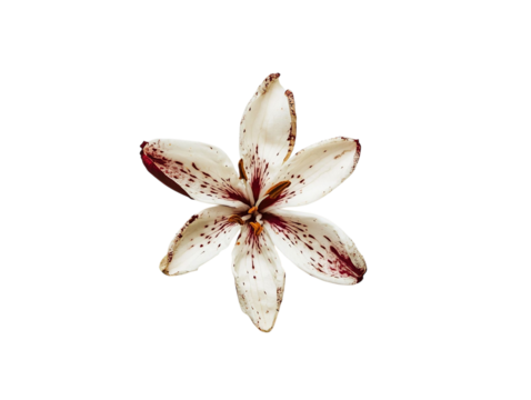 PNG of A beautiful white lily with maroon spots, showcasing its delicate petals against a dark background.
