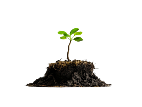 PNG of A young green plant sprouting from rich soil, symbolizing growth and potential.