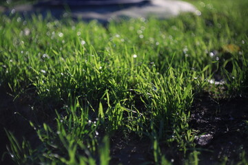 grass and water