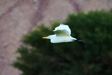 little egret in flight