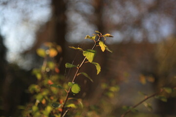 wild flowers in the forest