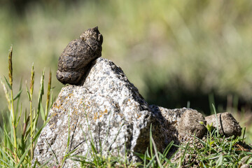 Common Wombat scat placed on rock