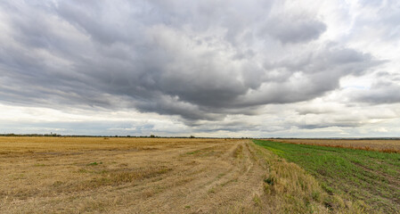 Fototapeta premium Field of dry grass with a cloudy sky in the background