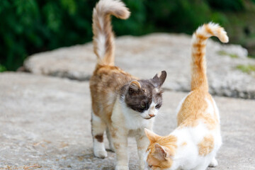 Obraz premium Two cats are standing next to each other on a stone surface