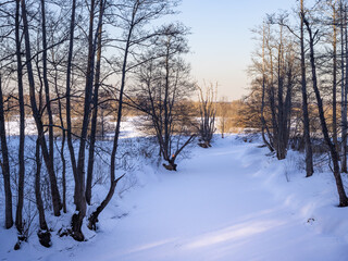 Snowy forest with trees and a path