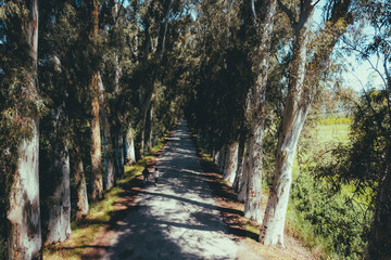 Scenic tree-lined road with tall eucalyptus trees creating a natural tunnel, as two people walk along the shaded pathway under soft sunlight in a peaceful countryside landscape.