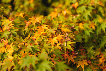 Close-up of Japanese Maple Leaves Changing Color in Autumn