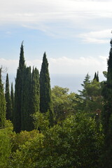 Tall coniferous trees overlooking the ocean under a blue sky, picturesque nature landscape, copy space