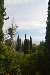 Scenic view of lush green forest with coniferous trees and ocean in the background, peaceful nature landscape, copy space
