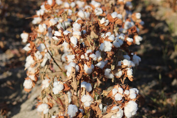 Harvest Ready Cotton