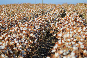 Cotton Field at Harvest