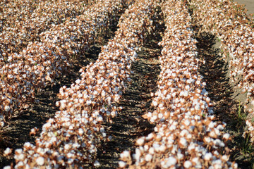 Cotton Field