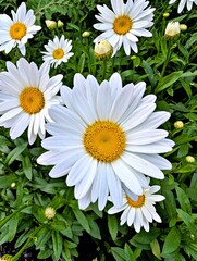 Obraz premium A close up on a bunch of wild daisies