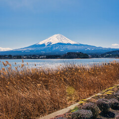 Lake Kawaguchiko, Japan - March 14 2025: Tourists enjoying the view of Lake Kawaguchiko with Mount Fuji in the background. Famous scenery of Mount Fuji in Japan. Blue skies on a cold sunny morning.