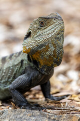 Male Australian Gippsland Water Dragon basking on rock