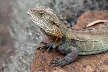 Australian Gippsland Water Dragon basking on rock